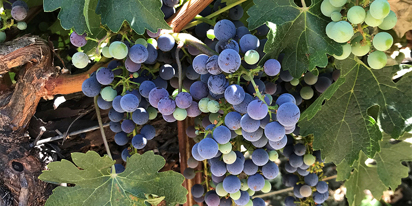 A Fresh Wine Country Update