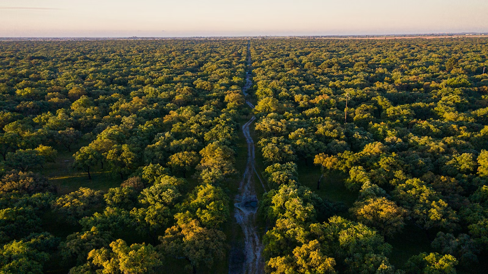 An aerial view of a cork forest in Portugal.