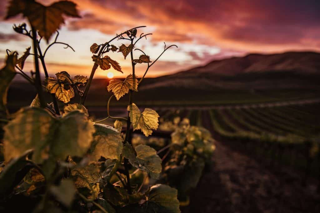 Overview of vineyard at sunset