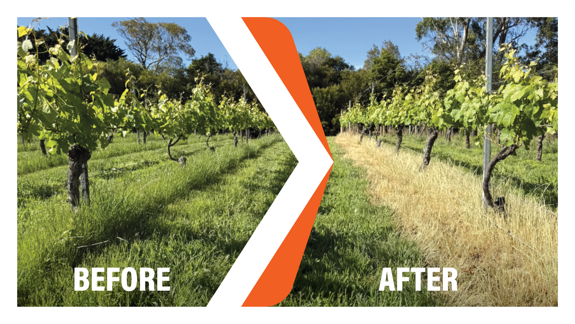 Firehawk Bioherbicide