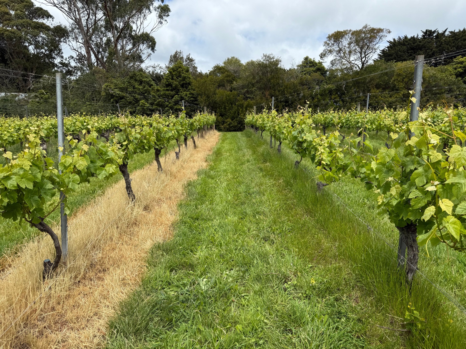Firehawk Bioherbicide