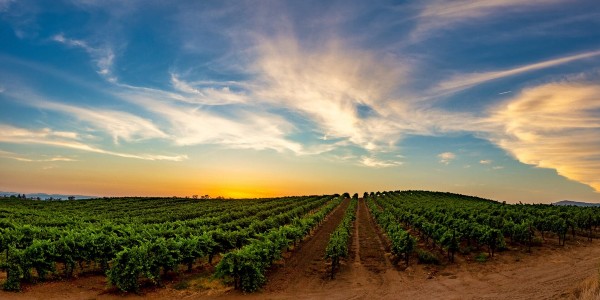 WineAmerica