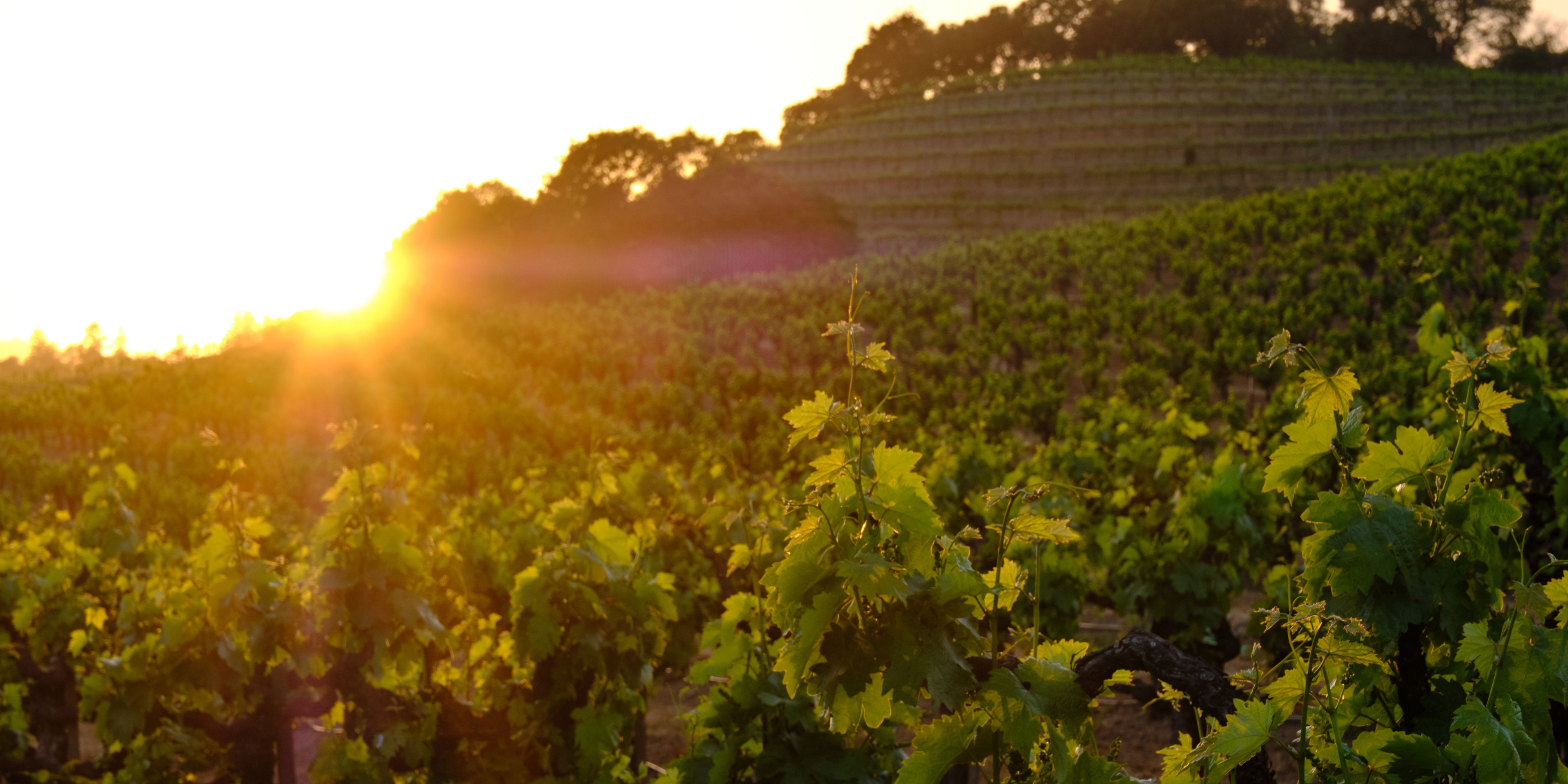 Sonoma County Winegrowers