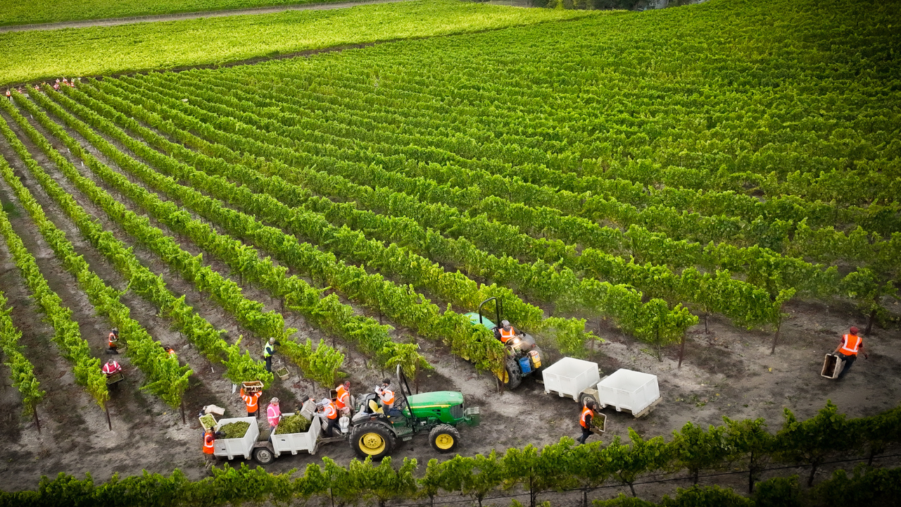 Sonoma County Winegrowers