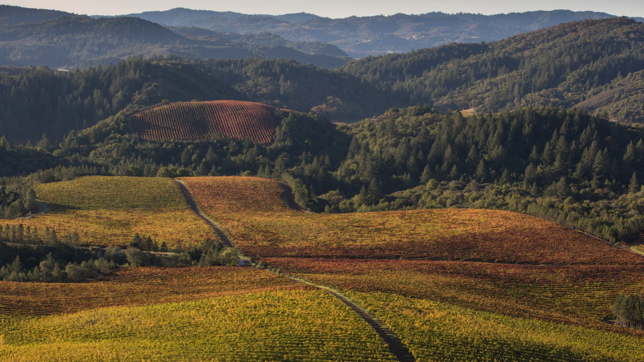 Sonoma County Winegrowers
