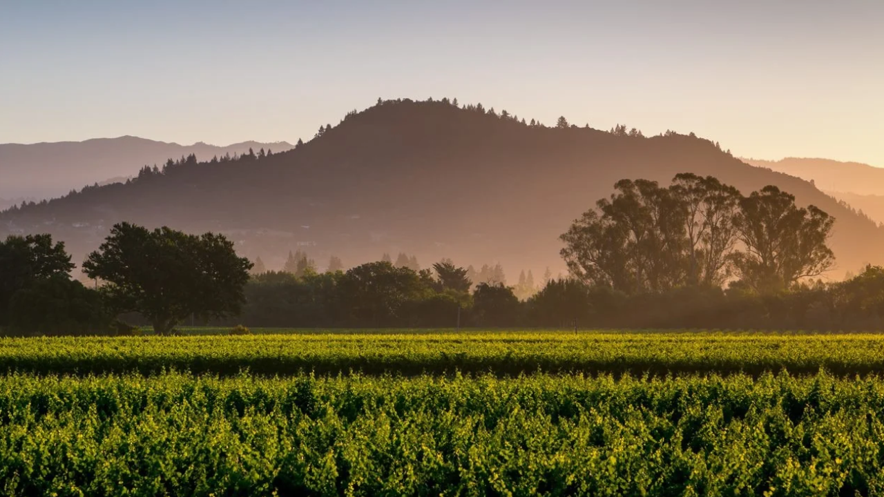 Sonoma County Winegrowers