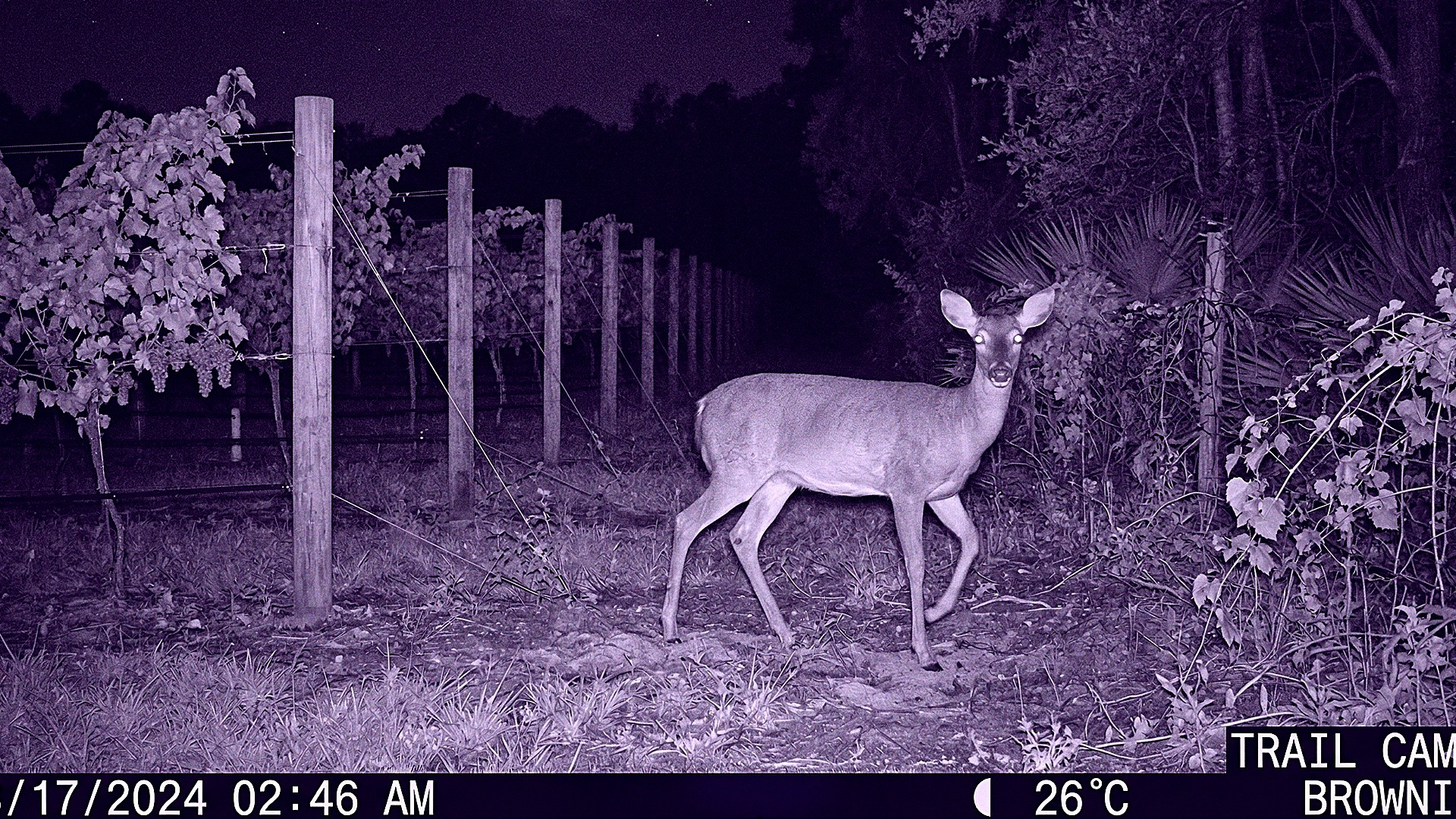 Deer in a trailcam at night.