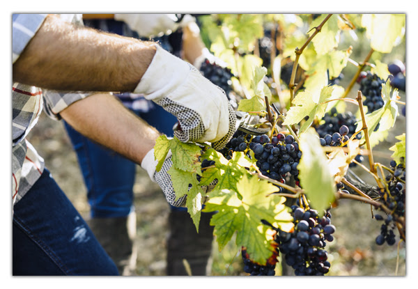 Navigating Workforce Challenges: Insights on Migrant Labor and Immigration Compliance