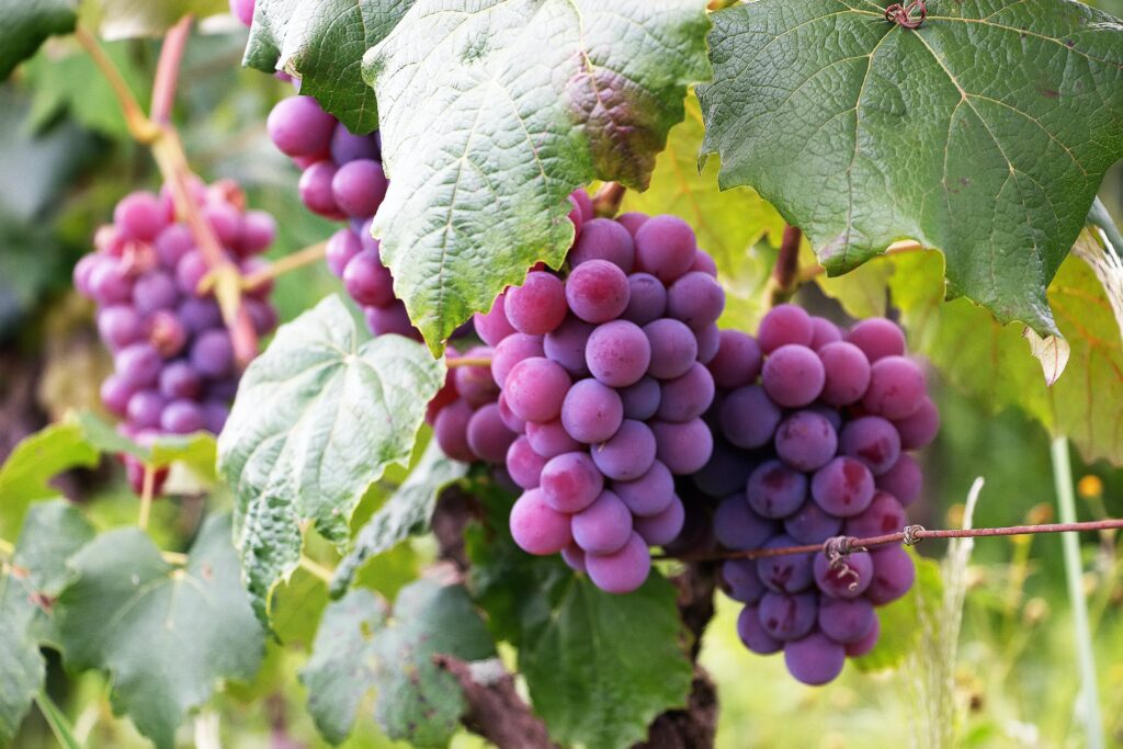 Close up of purple grapes on the vine