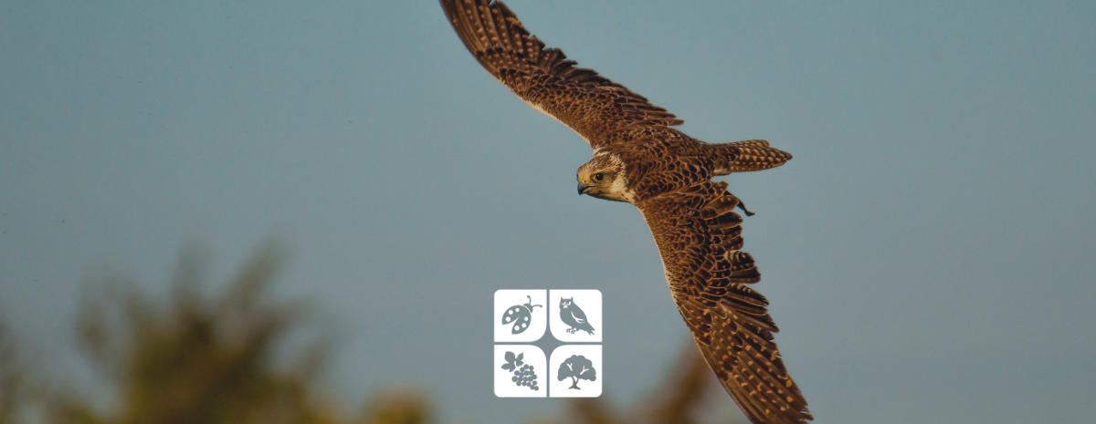 Bird Abatement and Managing Wildlife in the Vineyard