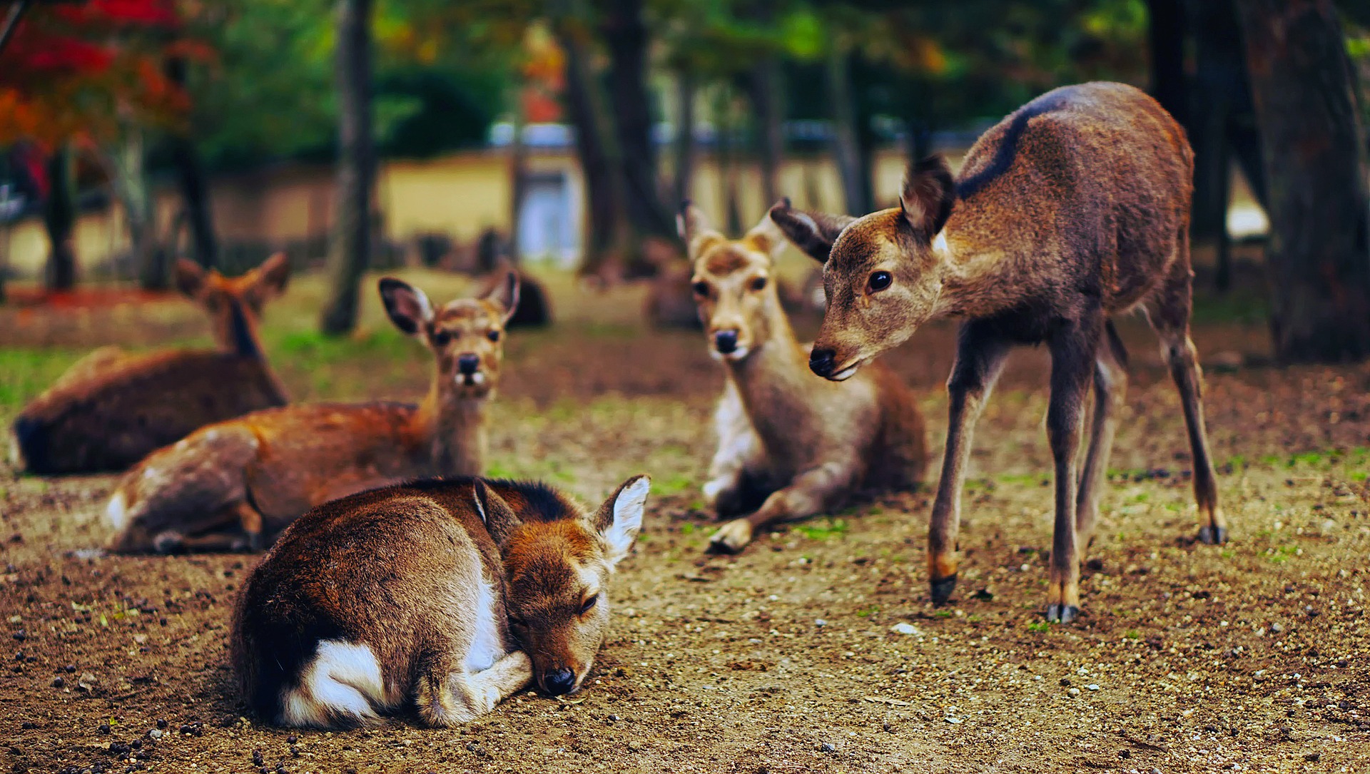 Wildlife Movement in Spring. Who's Eating Your Vineyard?