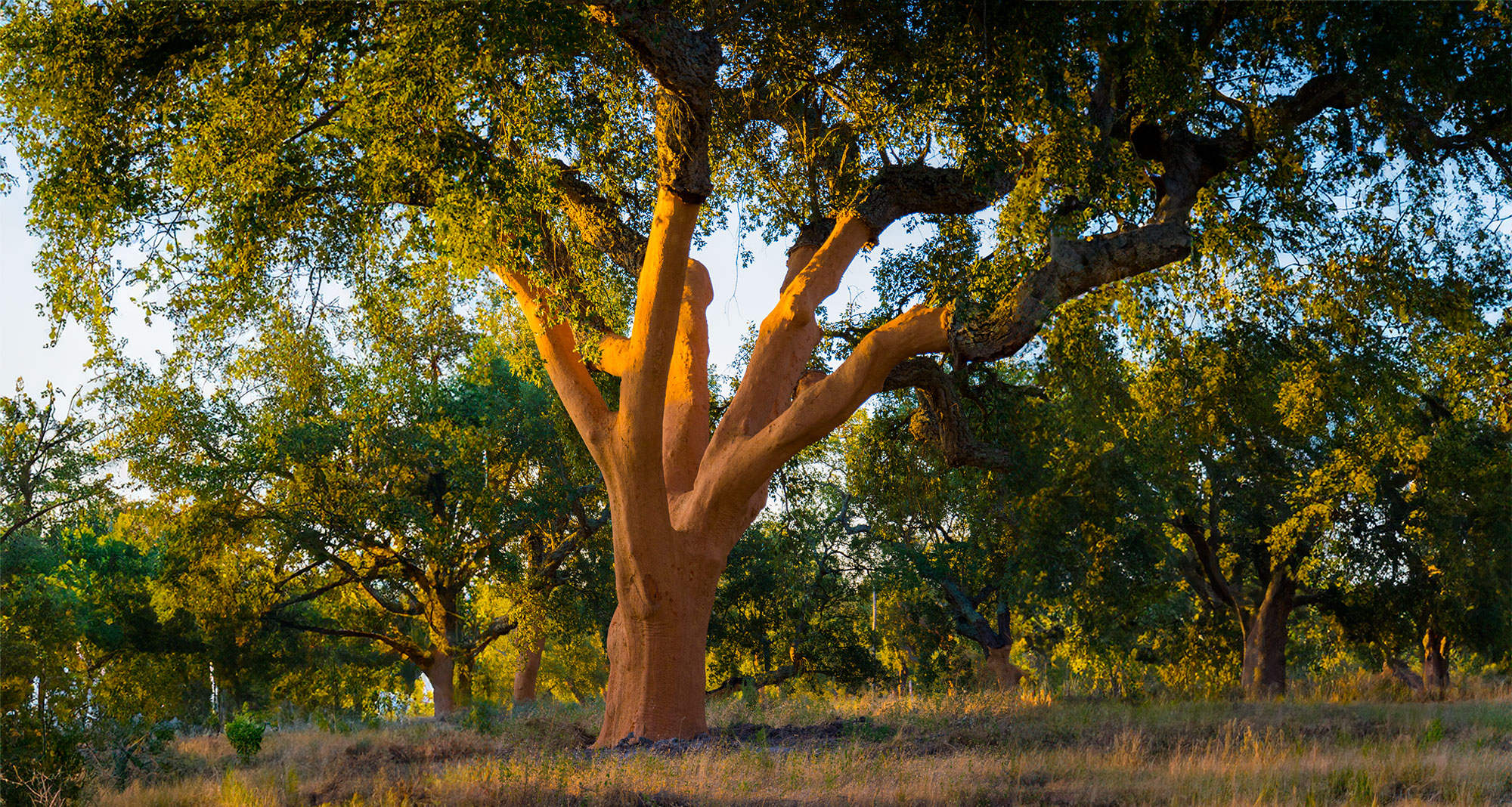 Cork Forests: Guardians of Ecological Balance