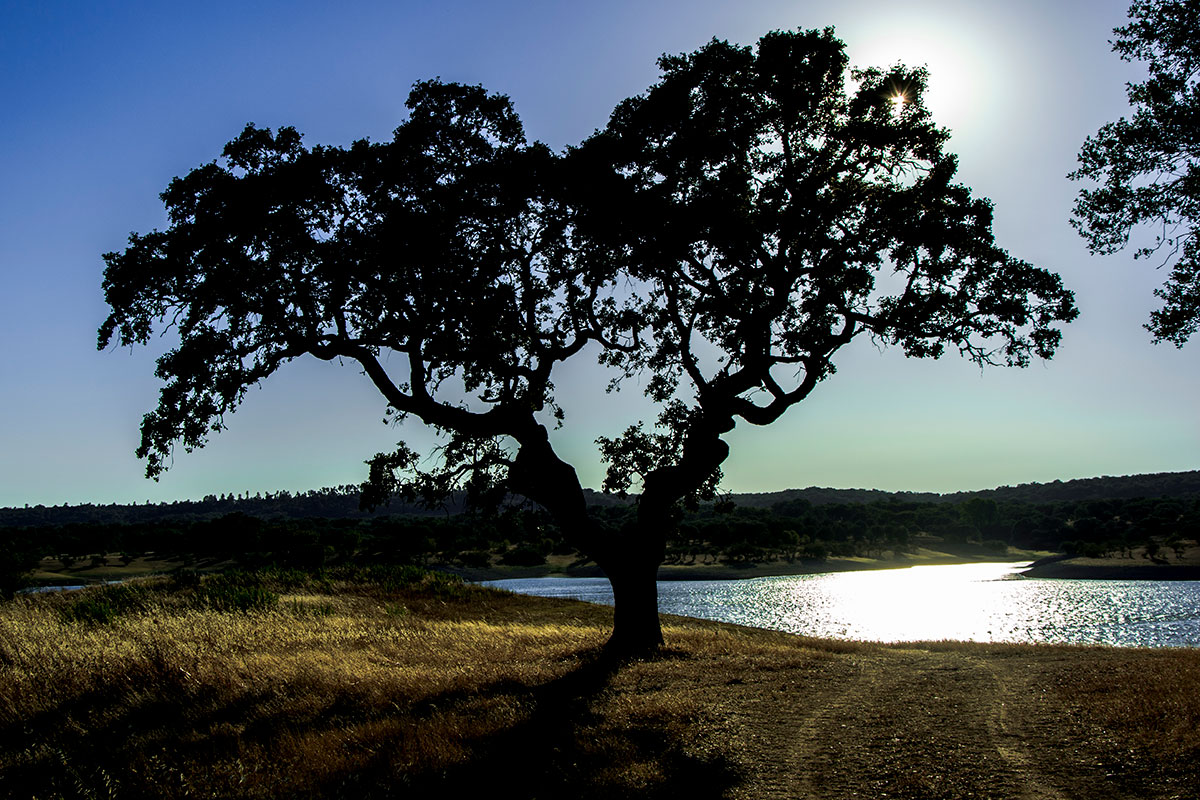 Cork tree by a lake in Portugal