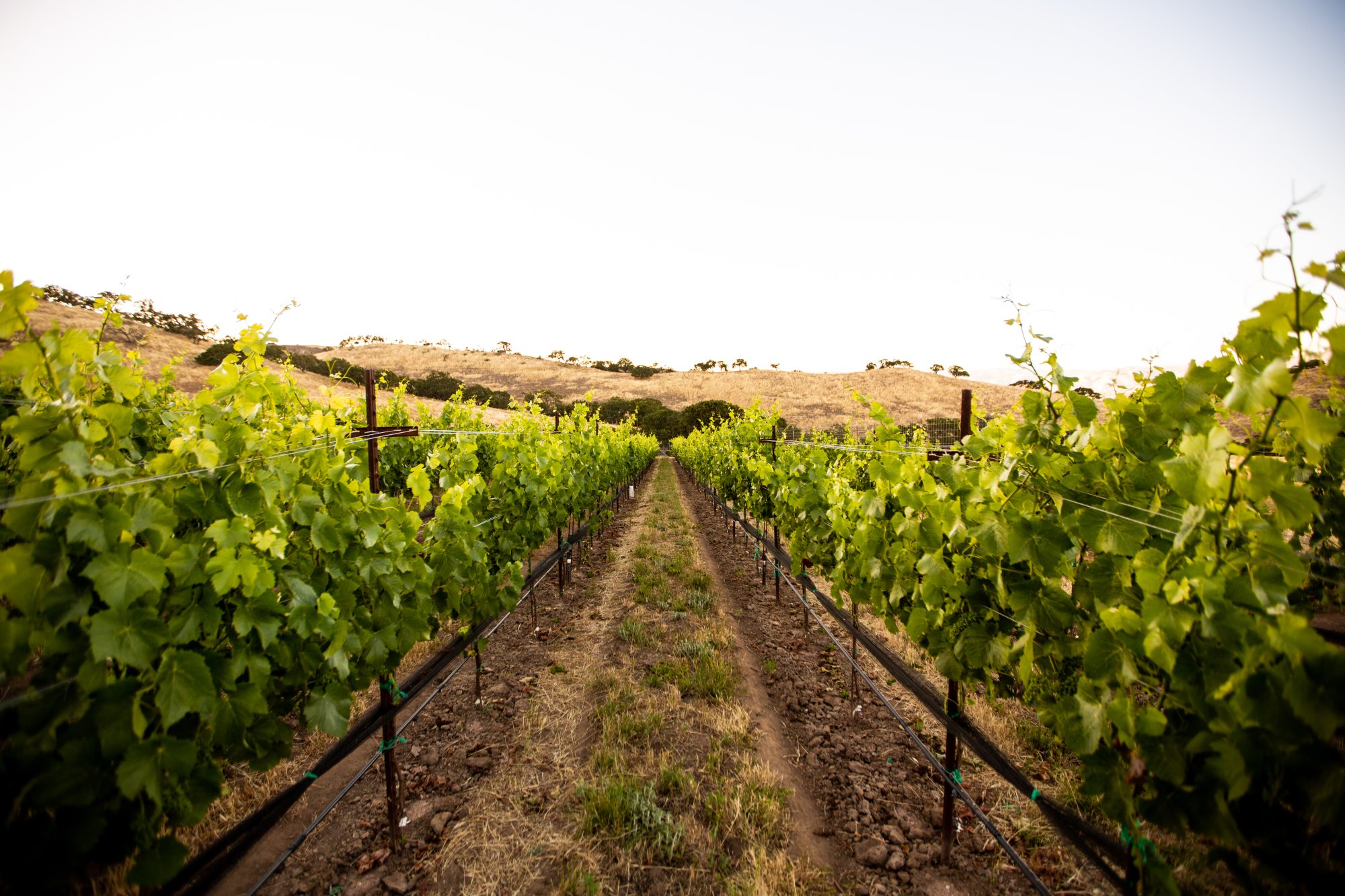 Creating Your Private Label Wine Brand