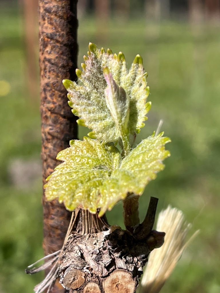 Budbreak Is Here