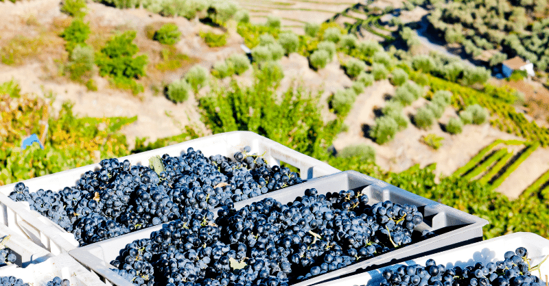 preparing for harvest