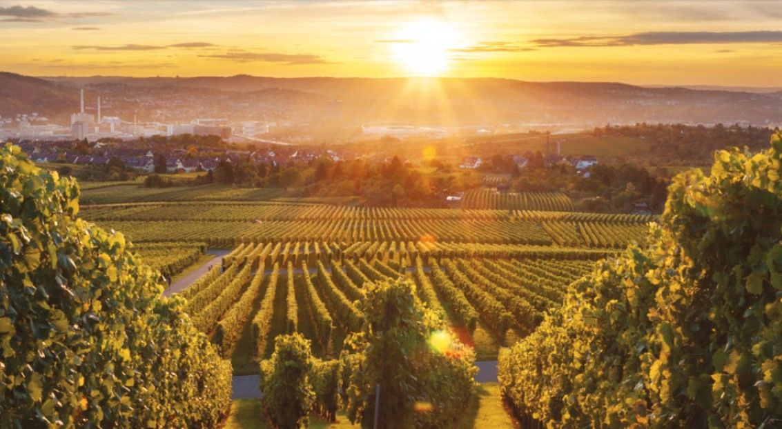 Mays Chemical Partners with AB Biotek to Deliver Advanced Winemaking Solutions